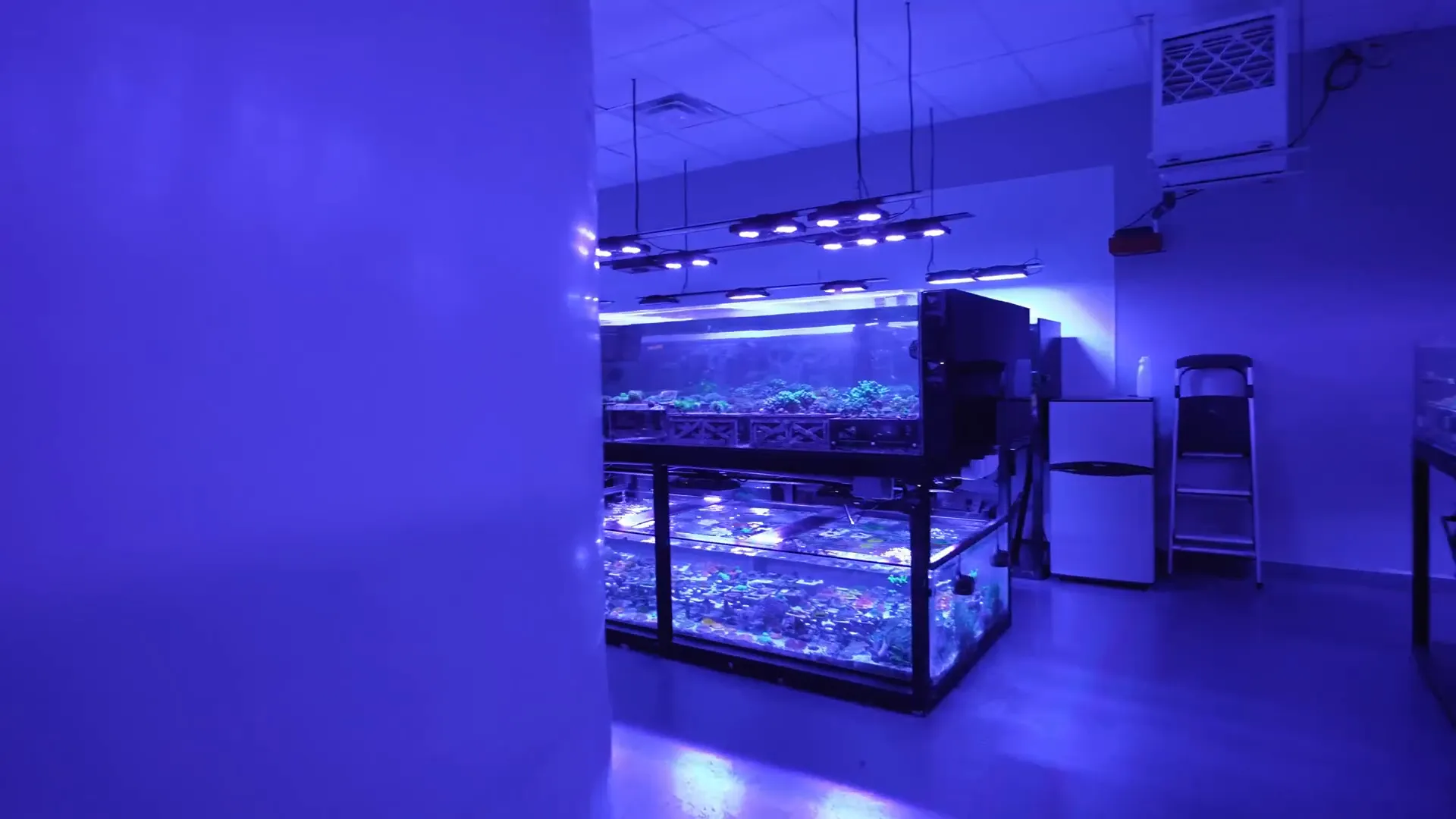 Aquaculture racks inside the Top Shelf Aquatics farm with numerous coral frags