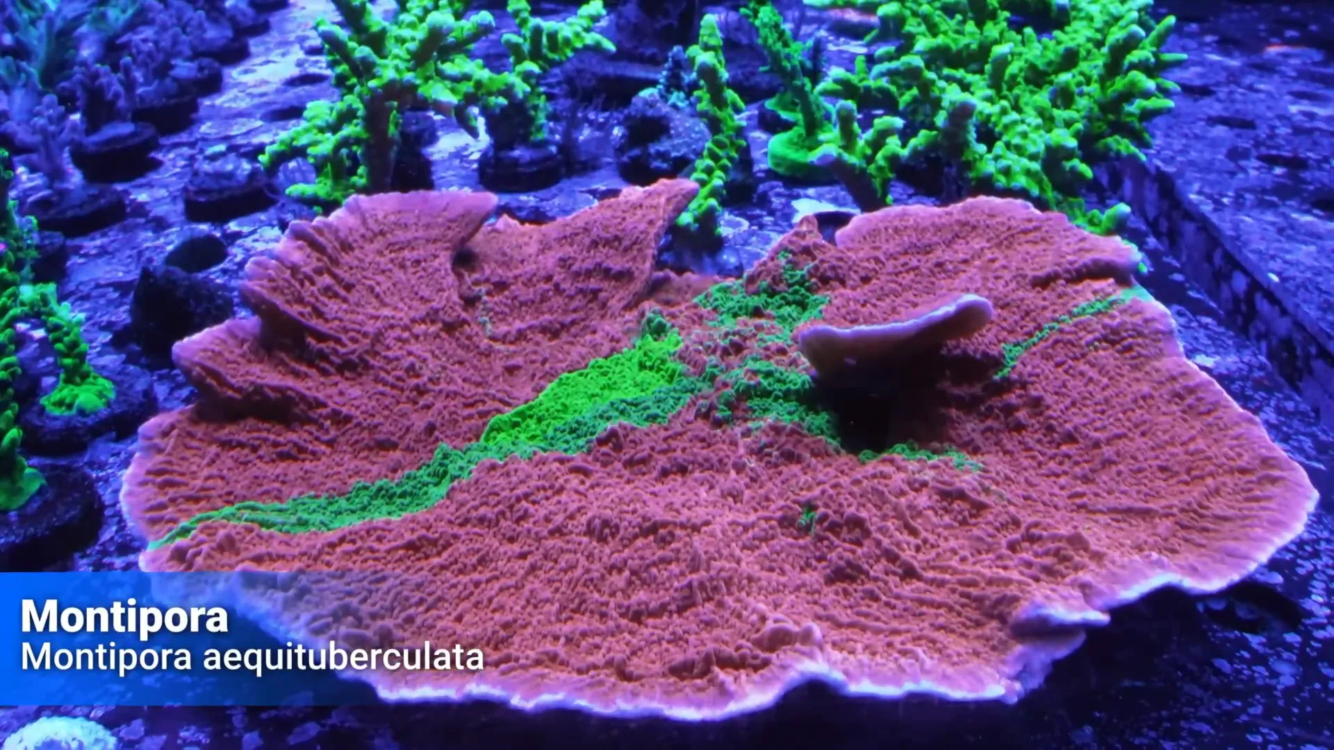 Large colony montipora used as a 'canary in the coal mine' indicator for tank health