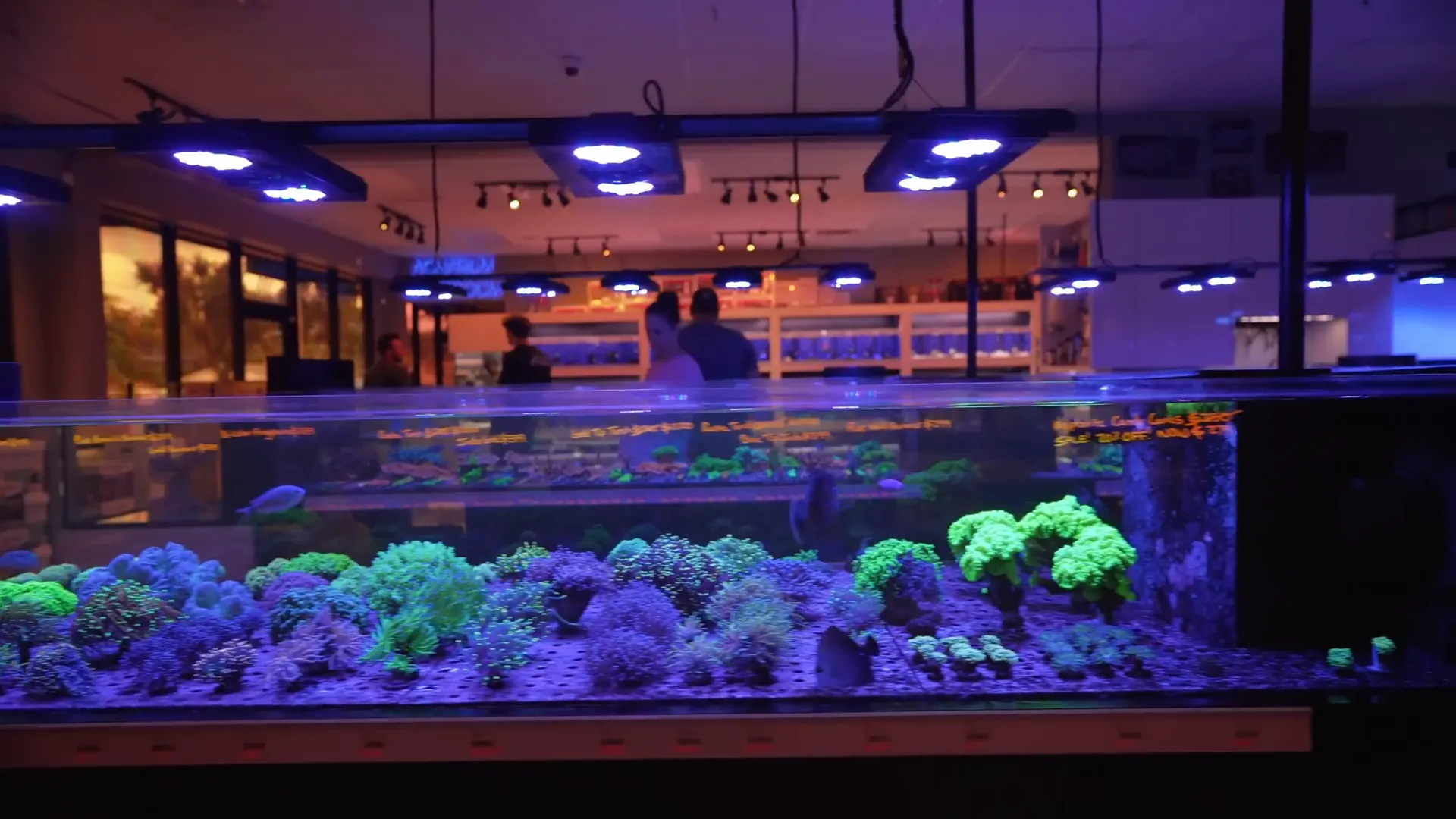 Rows of torches and LPS coral display - typical LPS look