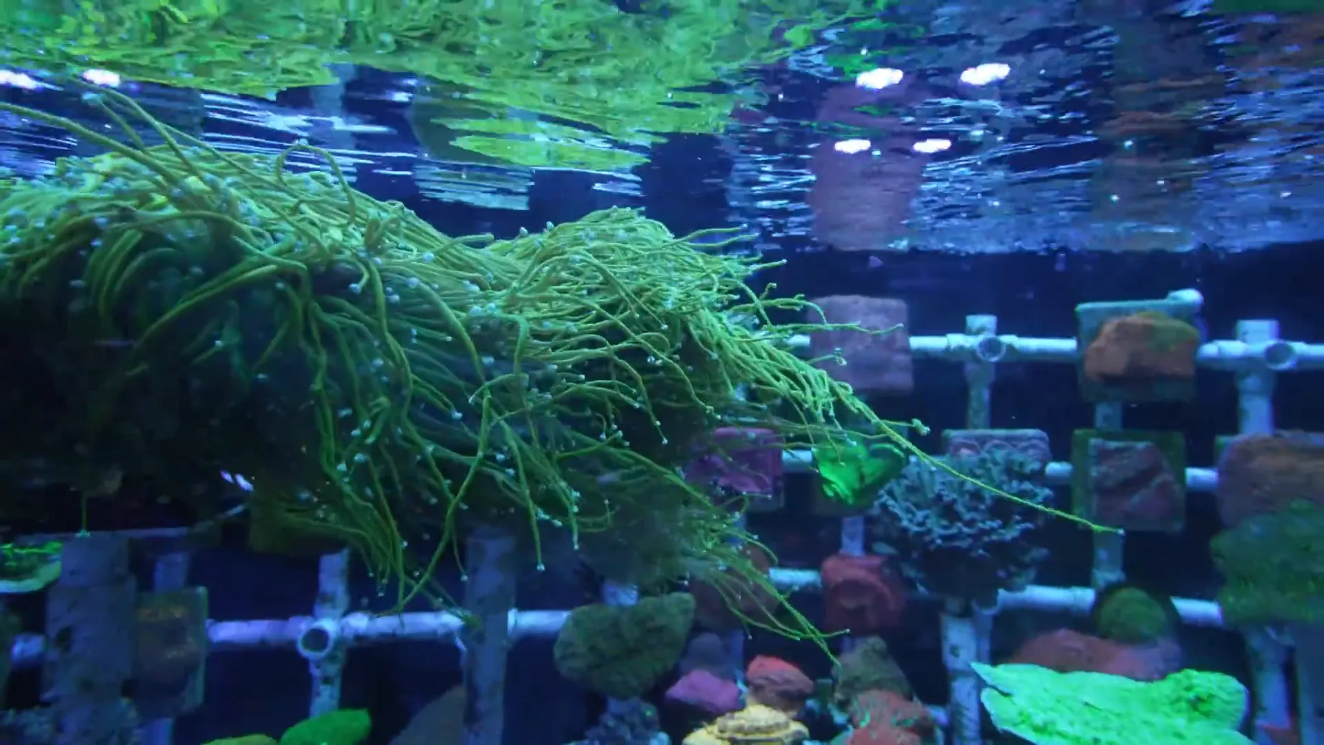 Torch coral colony with long tentacles extending — shows potential range of sweepers