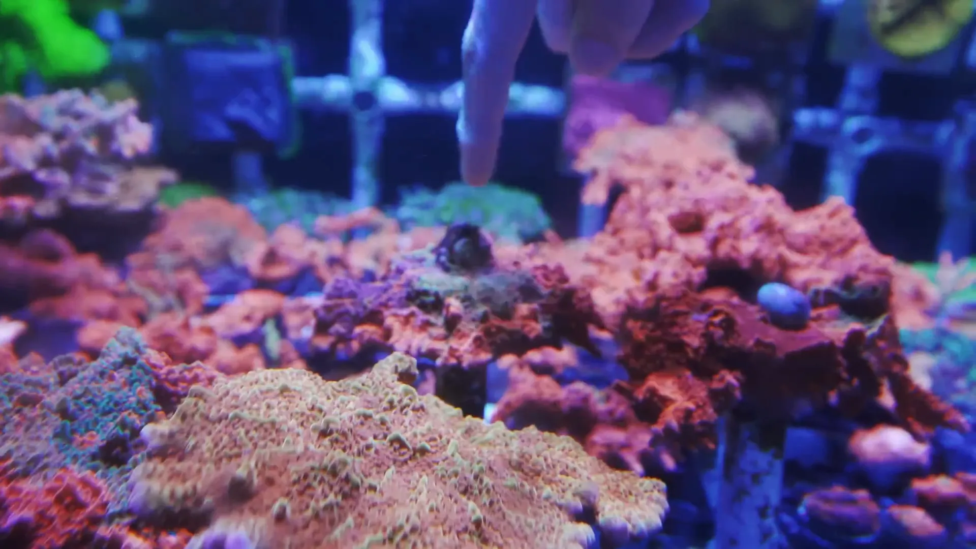 Triple grafted 'fruit swirl' montipora with purple, orange and gold sections - an advanced grafted coral