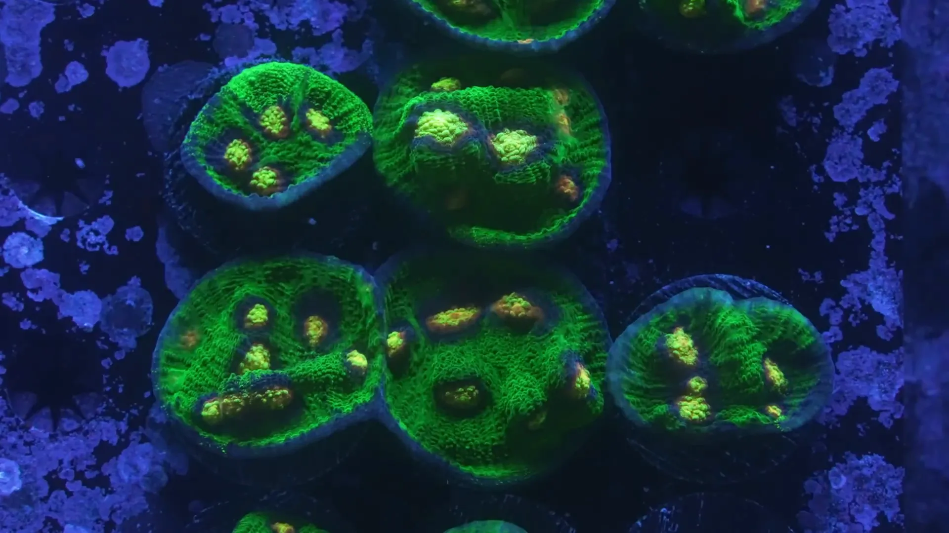 Chalice coral 'Roger Rampage' demonstrating lower-light placement potential