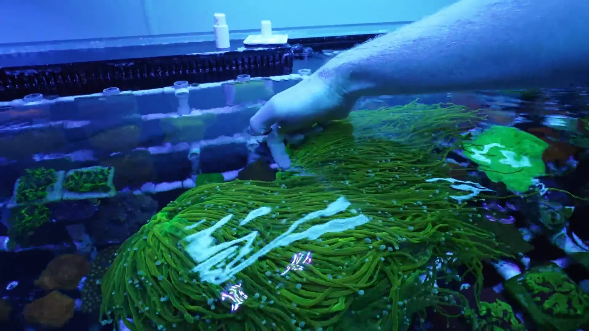 Bright yellow torch tentacle close-up from the TSA baby grail colony