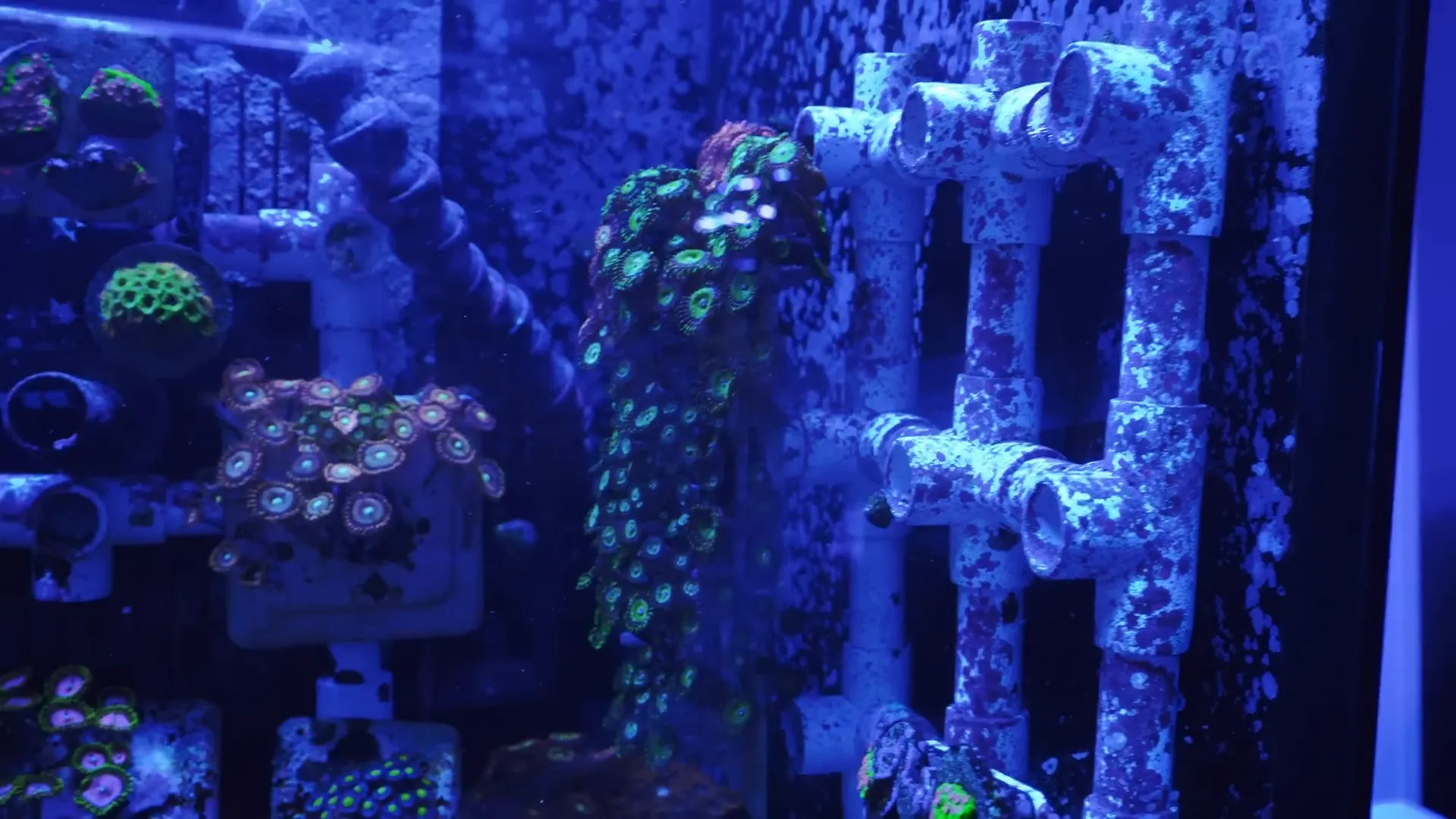 Zooid garden with different-sized polyps grown together as an example of a zoa garden