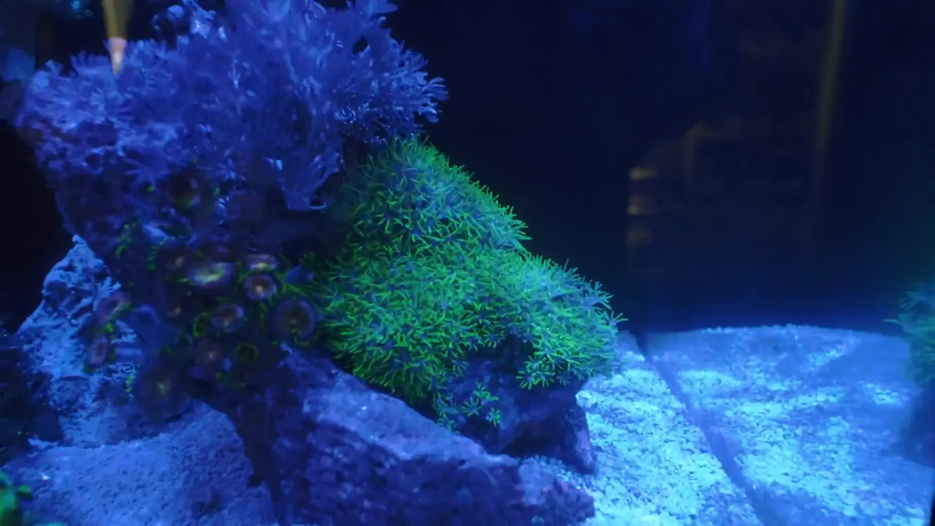 Green Kenya tree and blue suspitularia under tank lights, showing colour differences under different spectrums