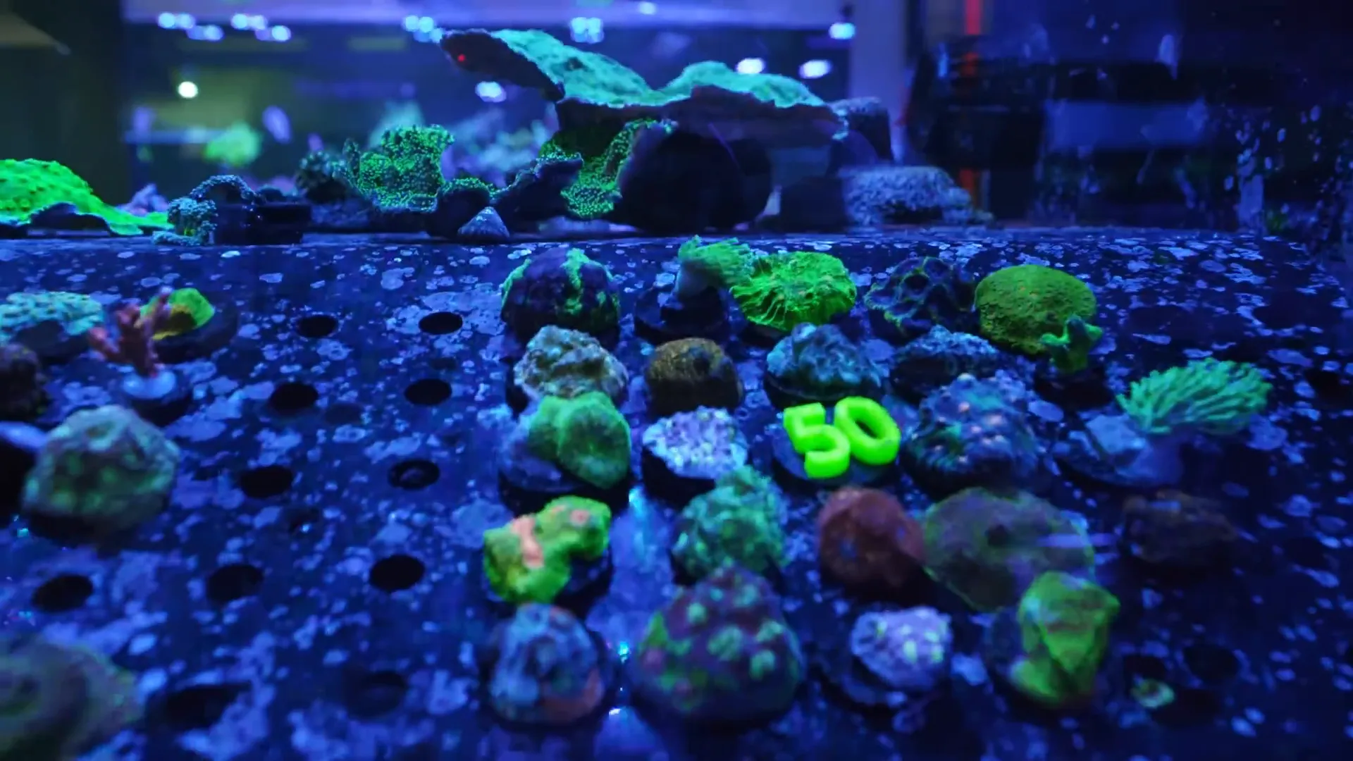 Shop price sections and high-end 'vault' tanks showing expensive, rare corals