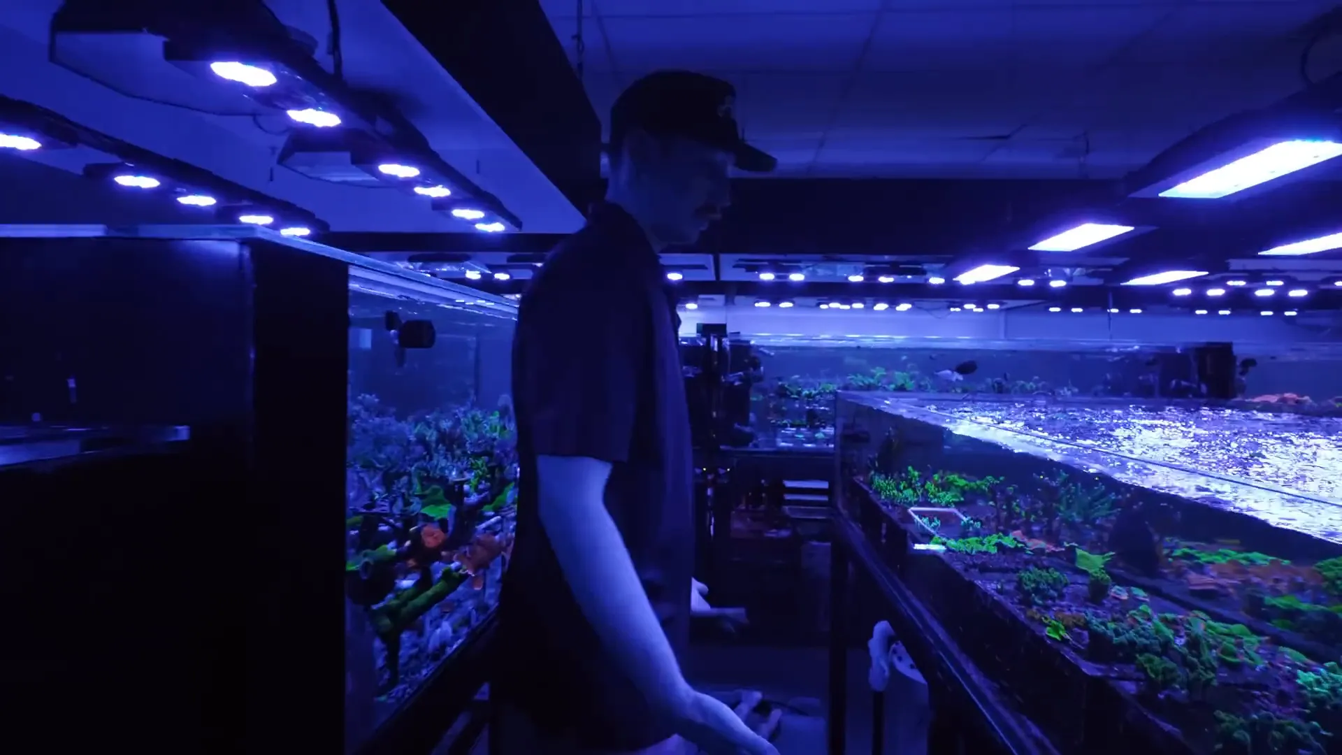 Happy Meal Montipora encrusting rapidly over rock and PVC