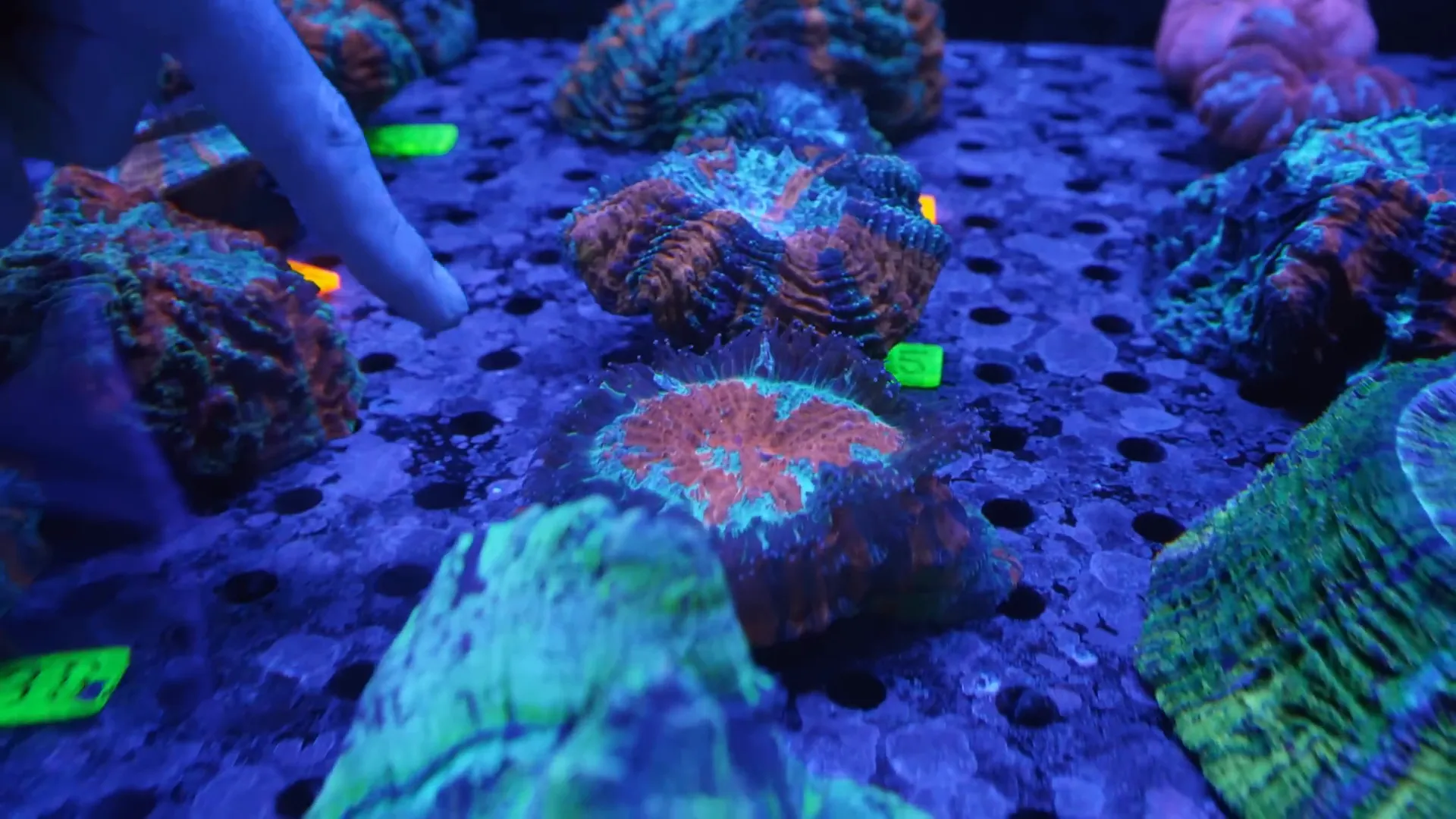 Close-up of a hungry LPS showing feeder tentacles extended around the rim