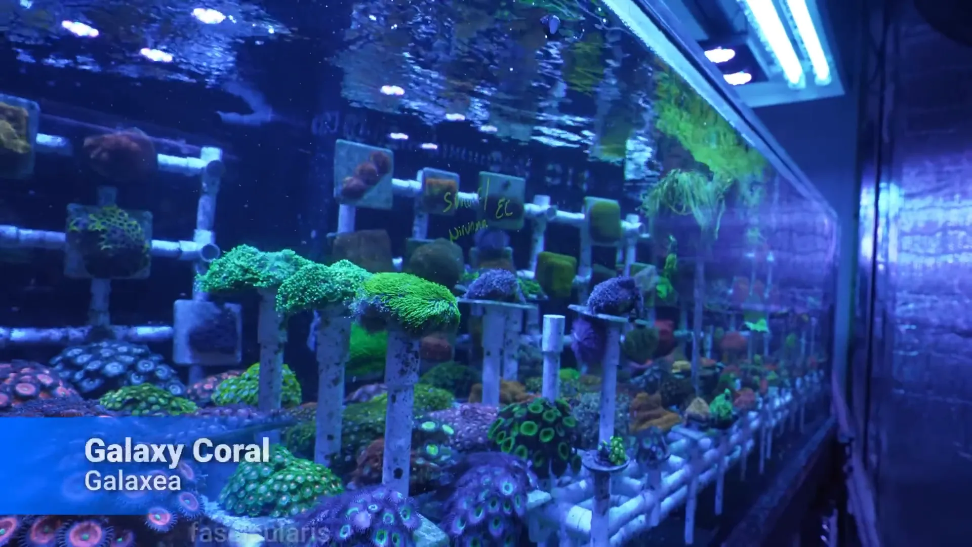 Galaxian coral with long sweepers visible, showing risk of coral warfare