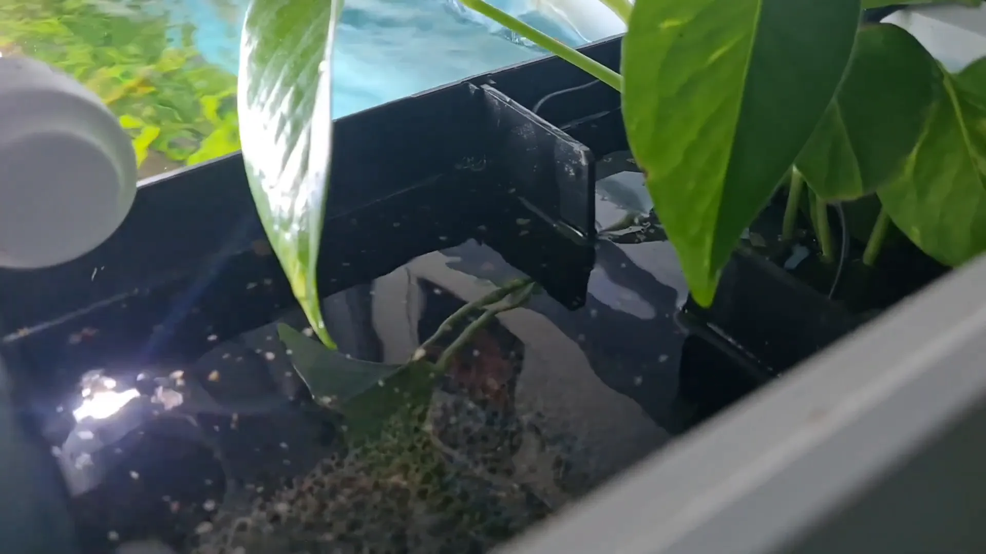 Water flow demonstration with flake food in the filter