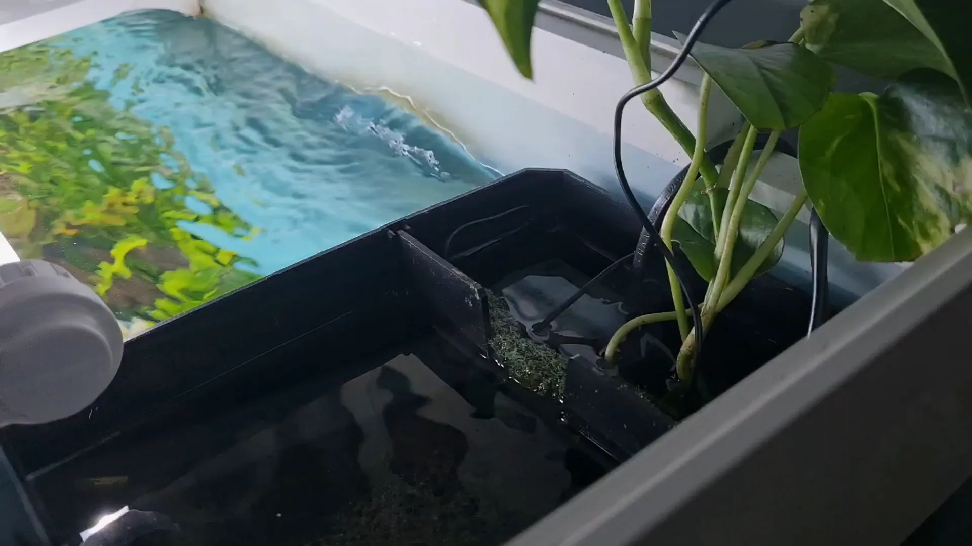 Dual chamber filter setup of the Juwel Rio Aquarium