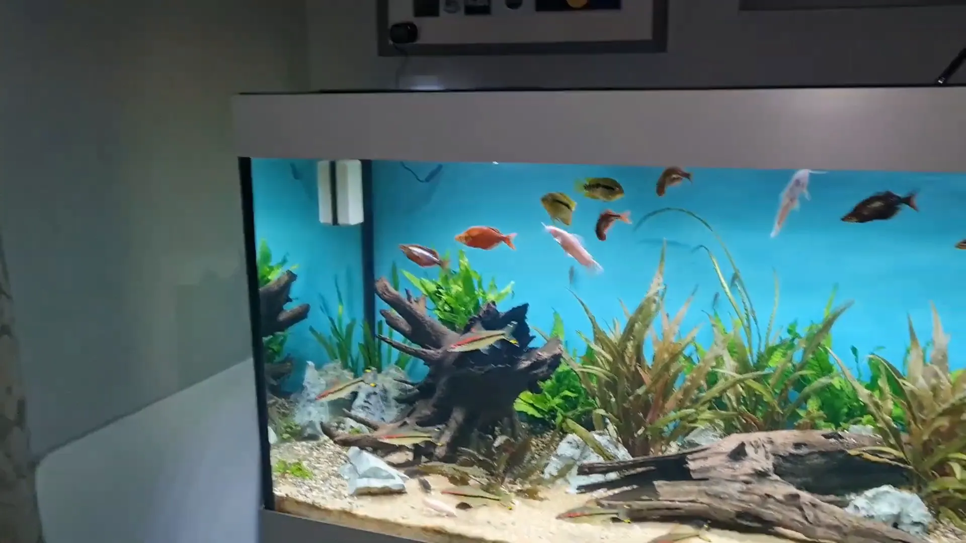 Aquarium positioned with wall on left and filter on right
