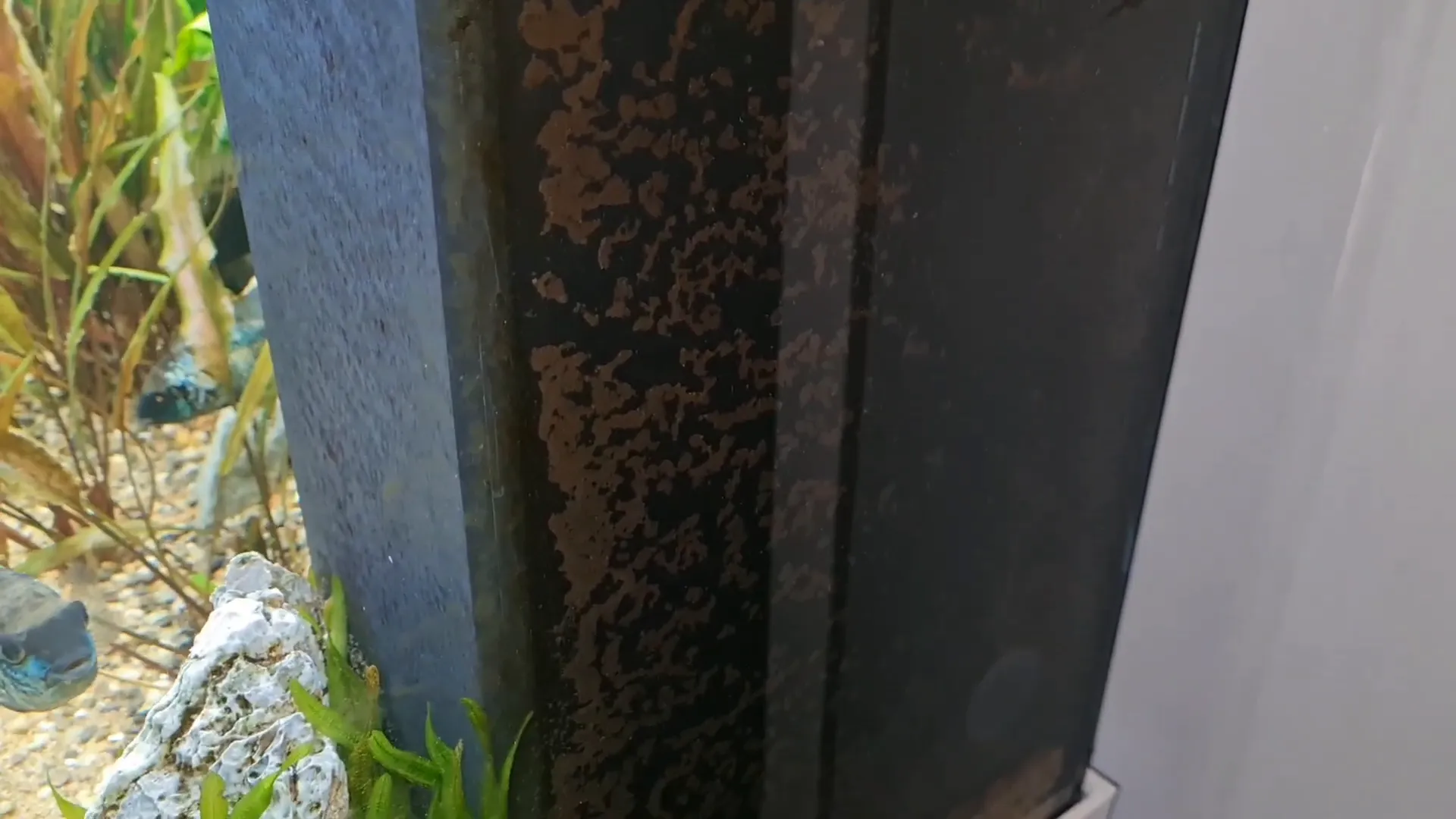 Detritus buildup behind the filter