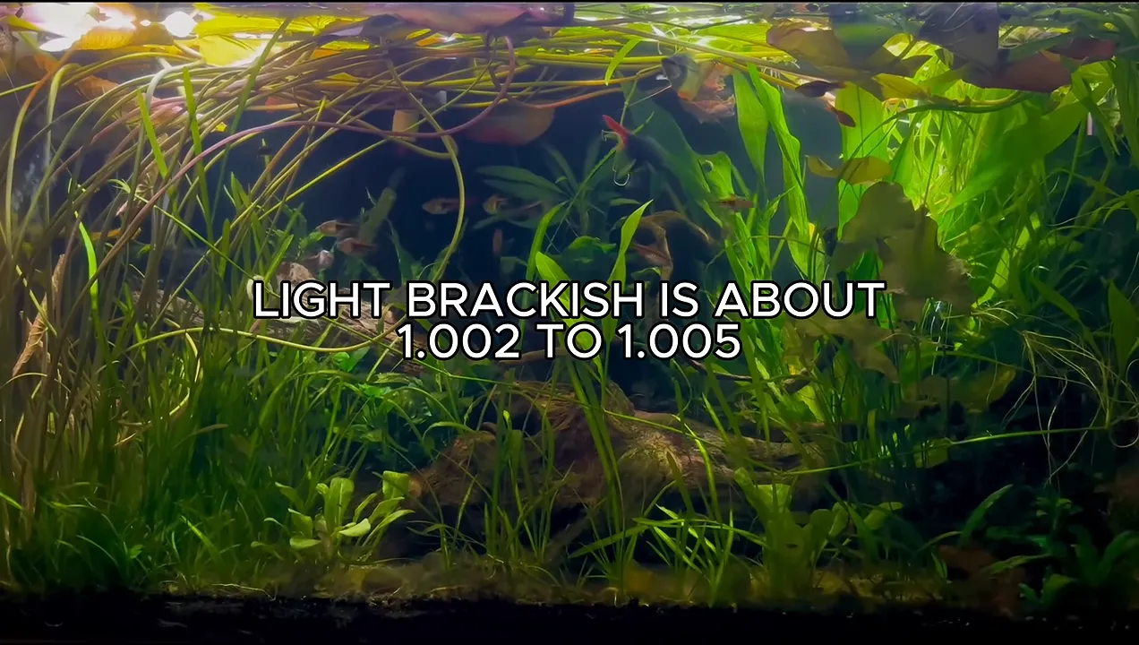 Planted aquarium with text stating light brackish is about 1.002 to 1.005