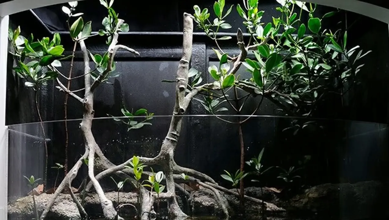 Open paludarium with mangrove trees and exposed roots above the waterline