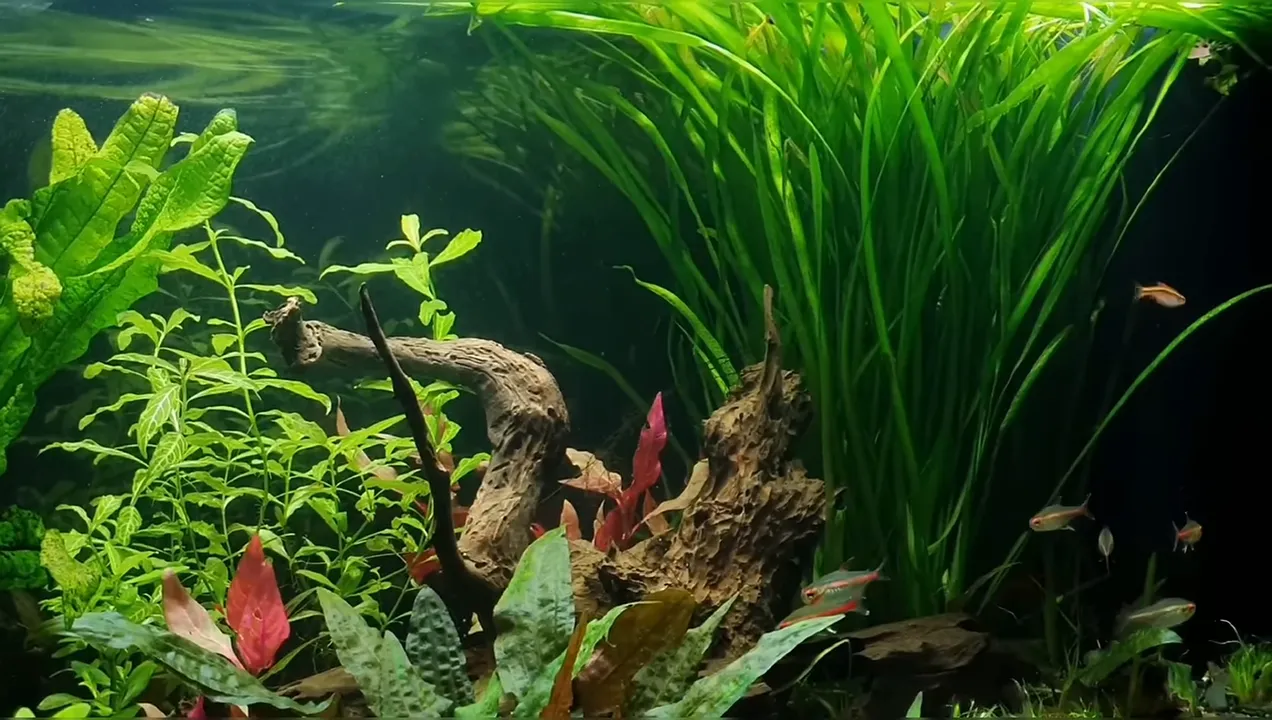 Aquarium planted with tall Vallisneria leaves and small fish