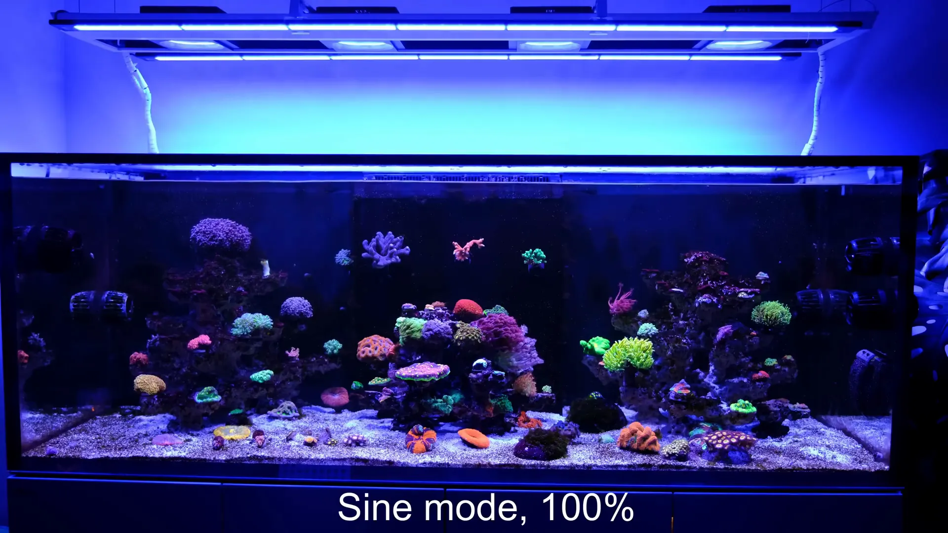 Corals swaying gently due to Jecod DMP 40 sign mode