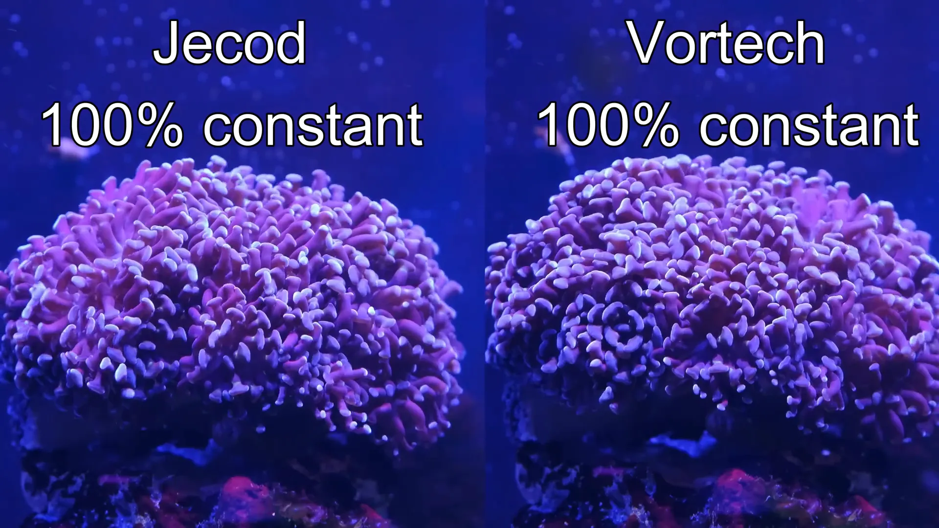 Sound level comparison graph between Jecod DMP 40 and Ecotech MP 40