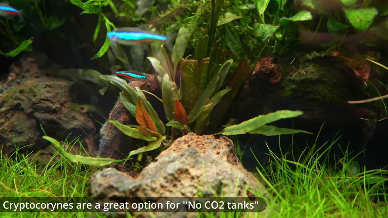 Cryptocoryne plants growing between rocks with small blue fish in an aquarium