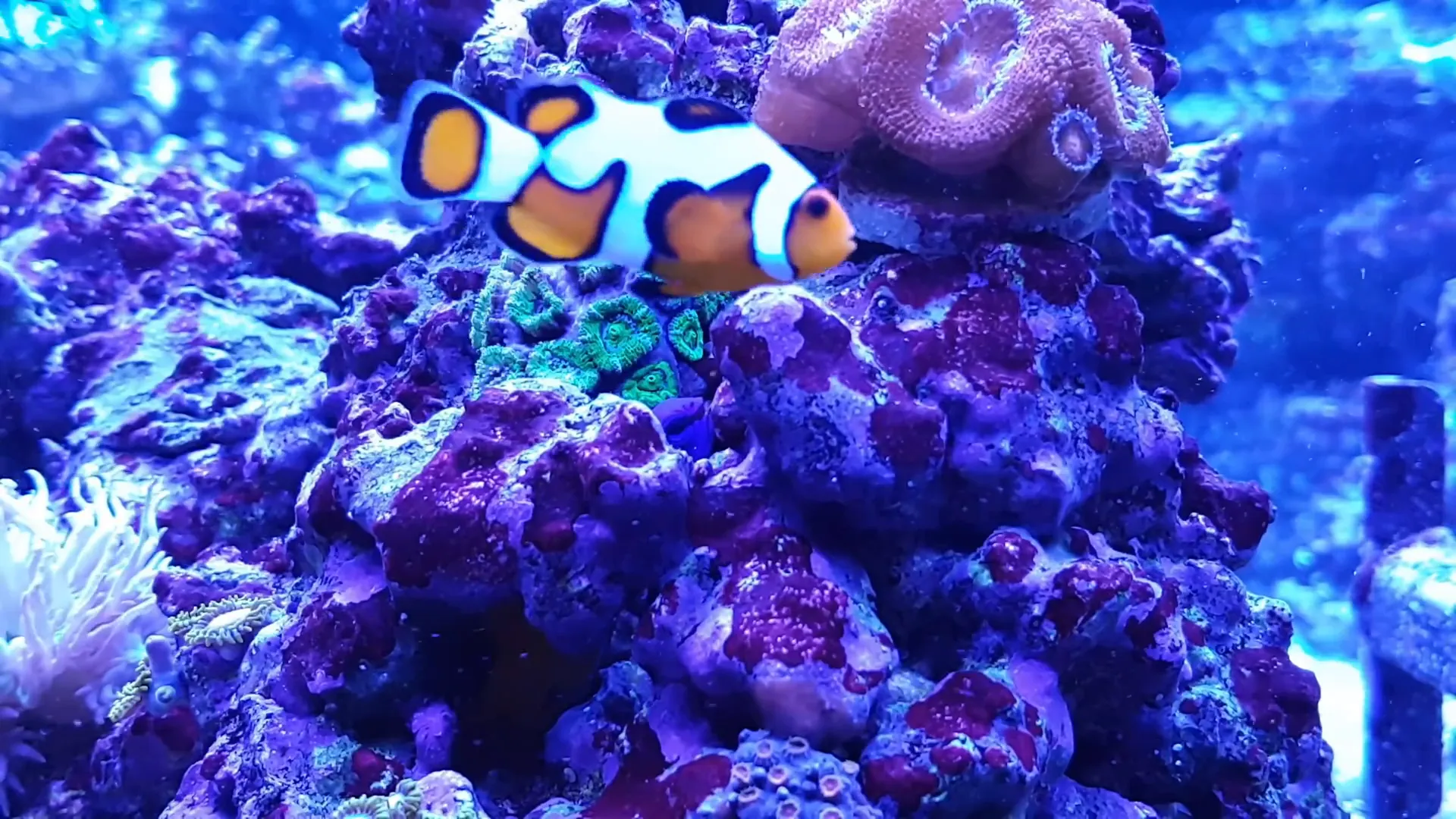 FAQ section about keeping clownfish