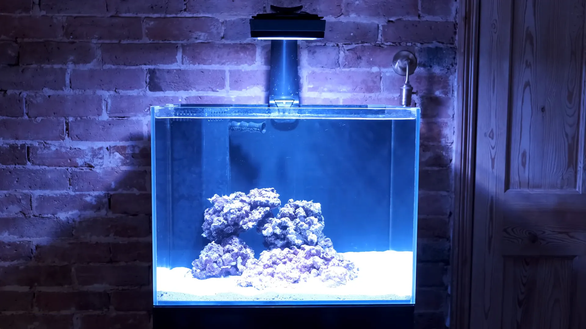 Ideal tank size for clownfish