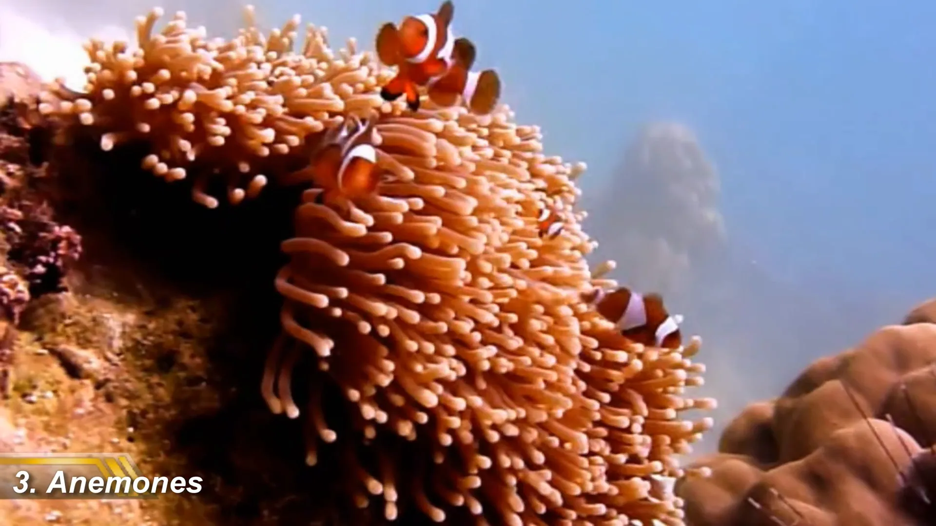 Clownfish in a tank without anemones