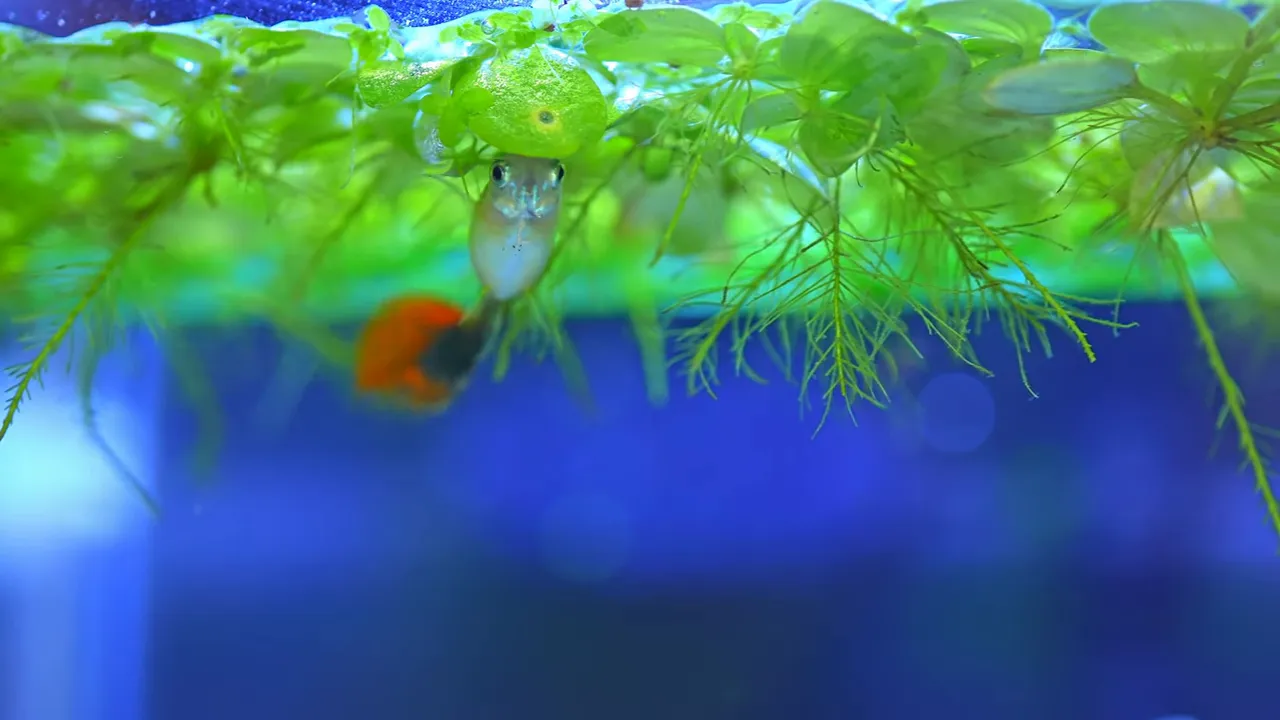 Orange-tailed guppy swimming below dense floating plant roots