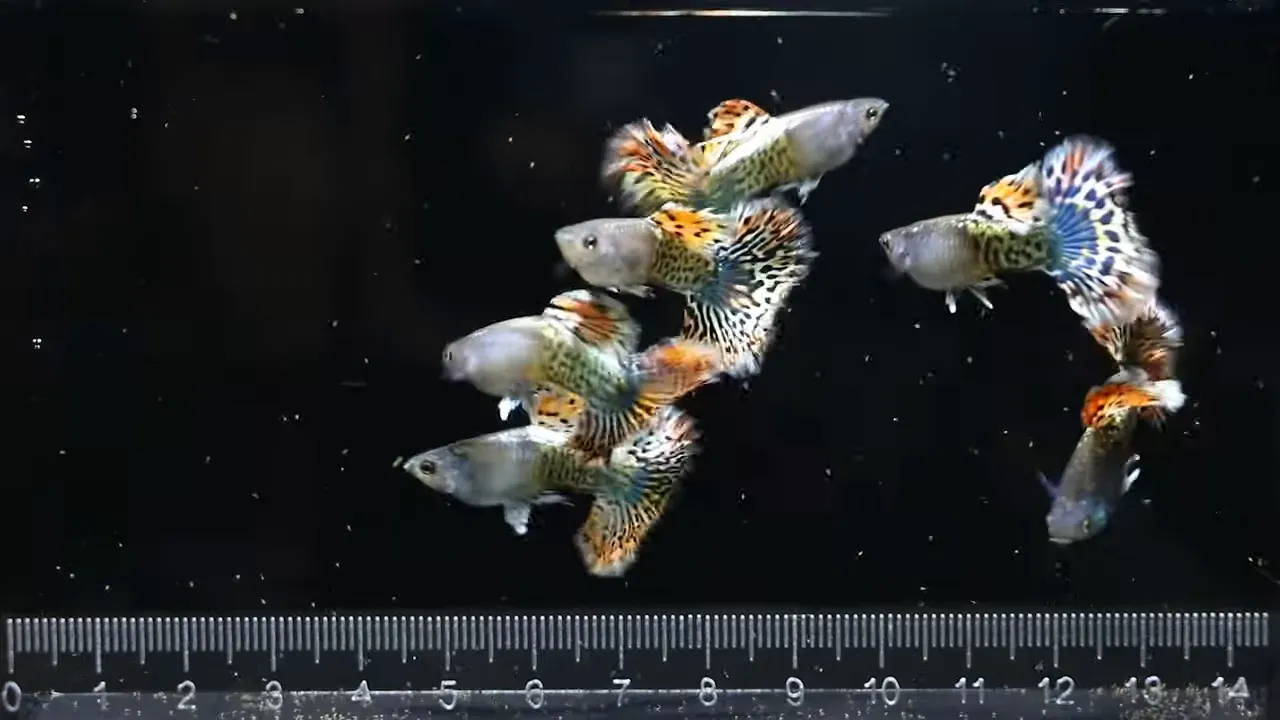 Patterned guppies swimming above a measuring ruler against a black background