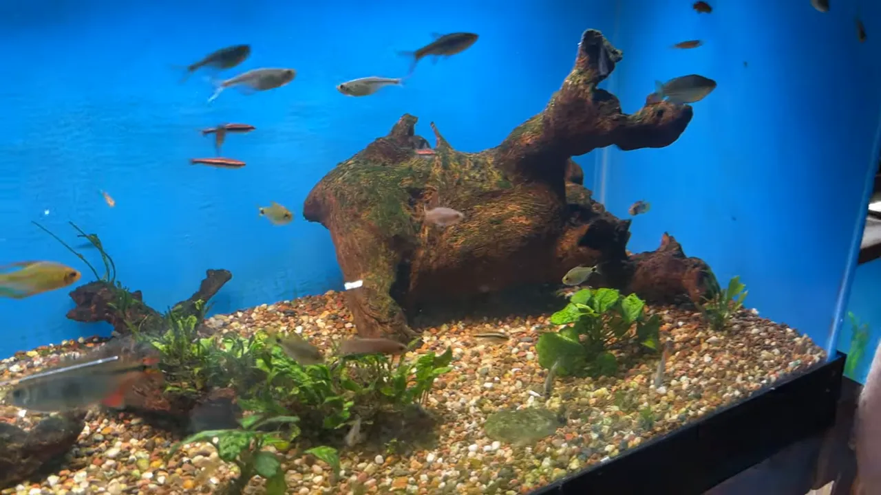Community aquarium with small fish swimming around driftwood and plants