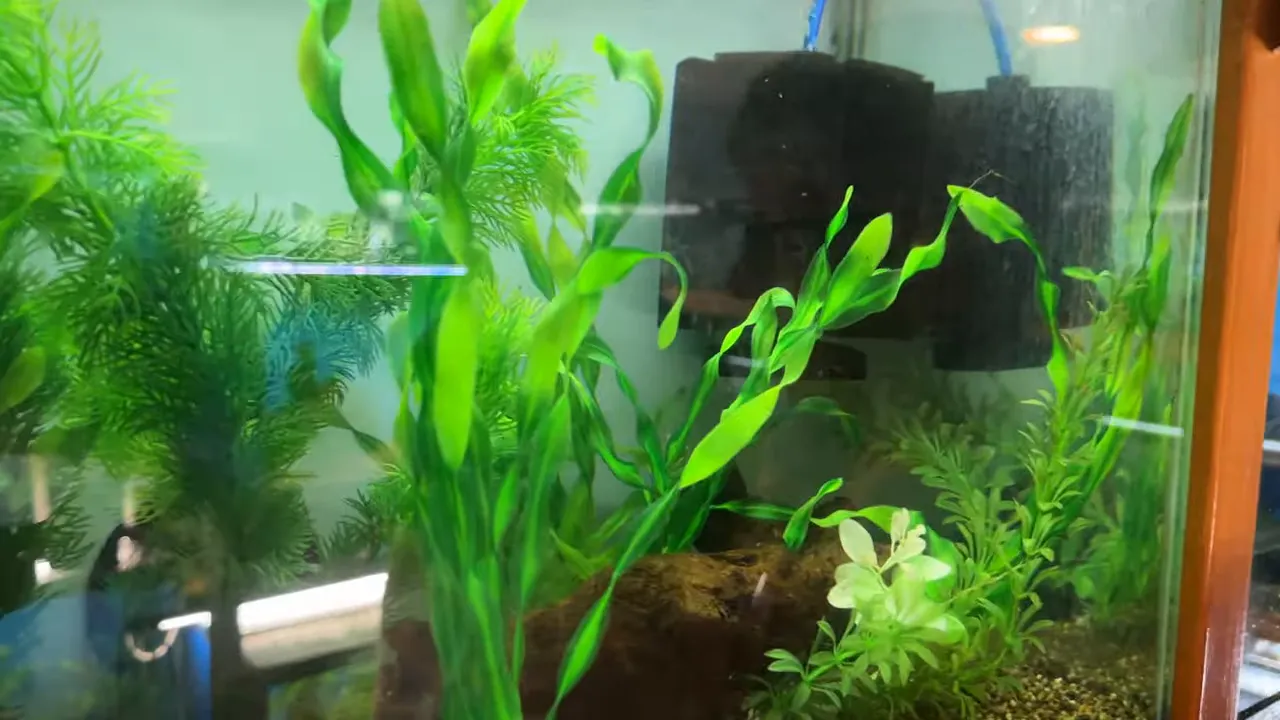 Black sponge filter in a planted aquarium with guppies