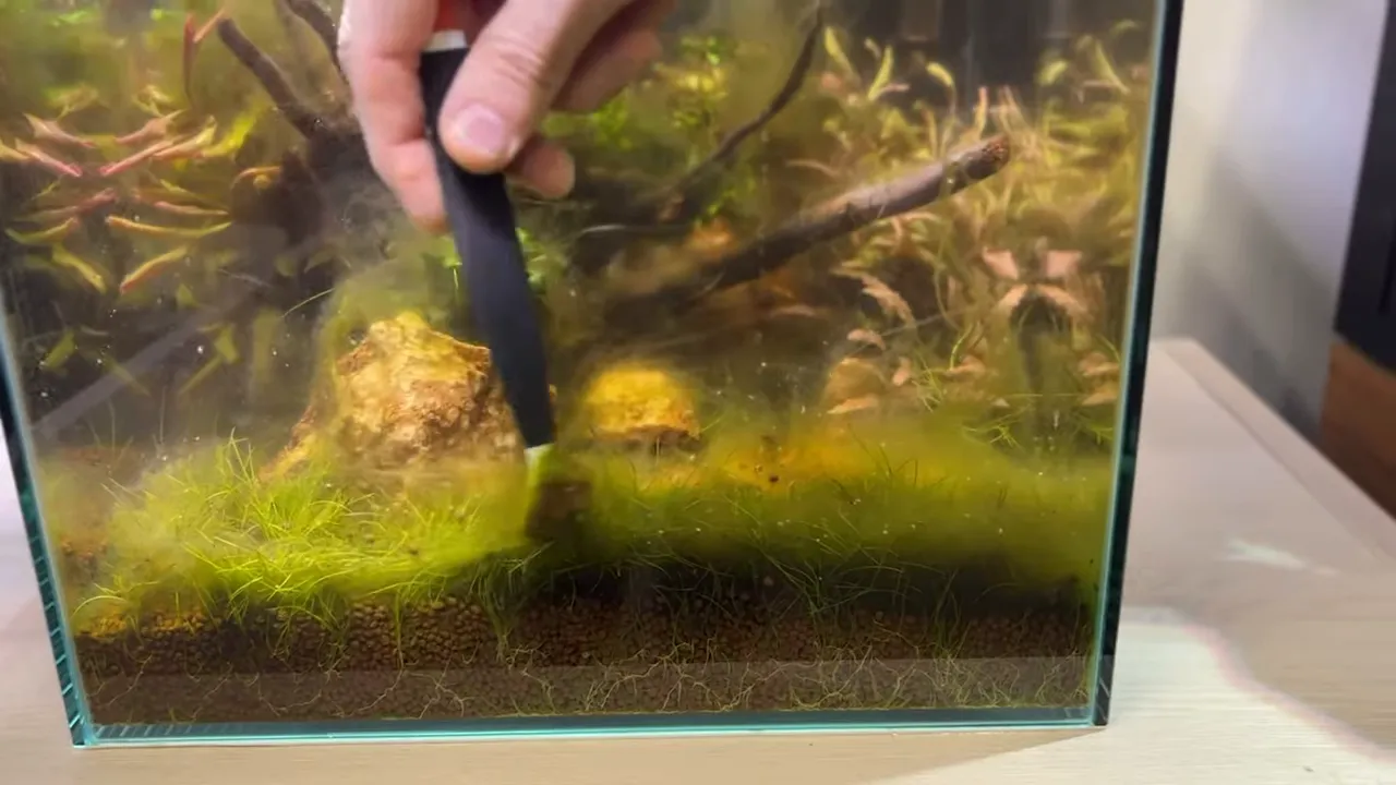 Small brush removing green hair algae from a dense aquarium carpet plant