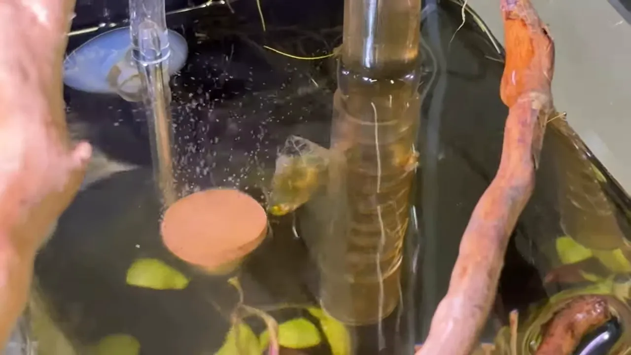 CO2 diffuser releasing fine bubbles beside aquarium tubing