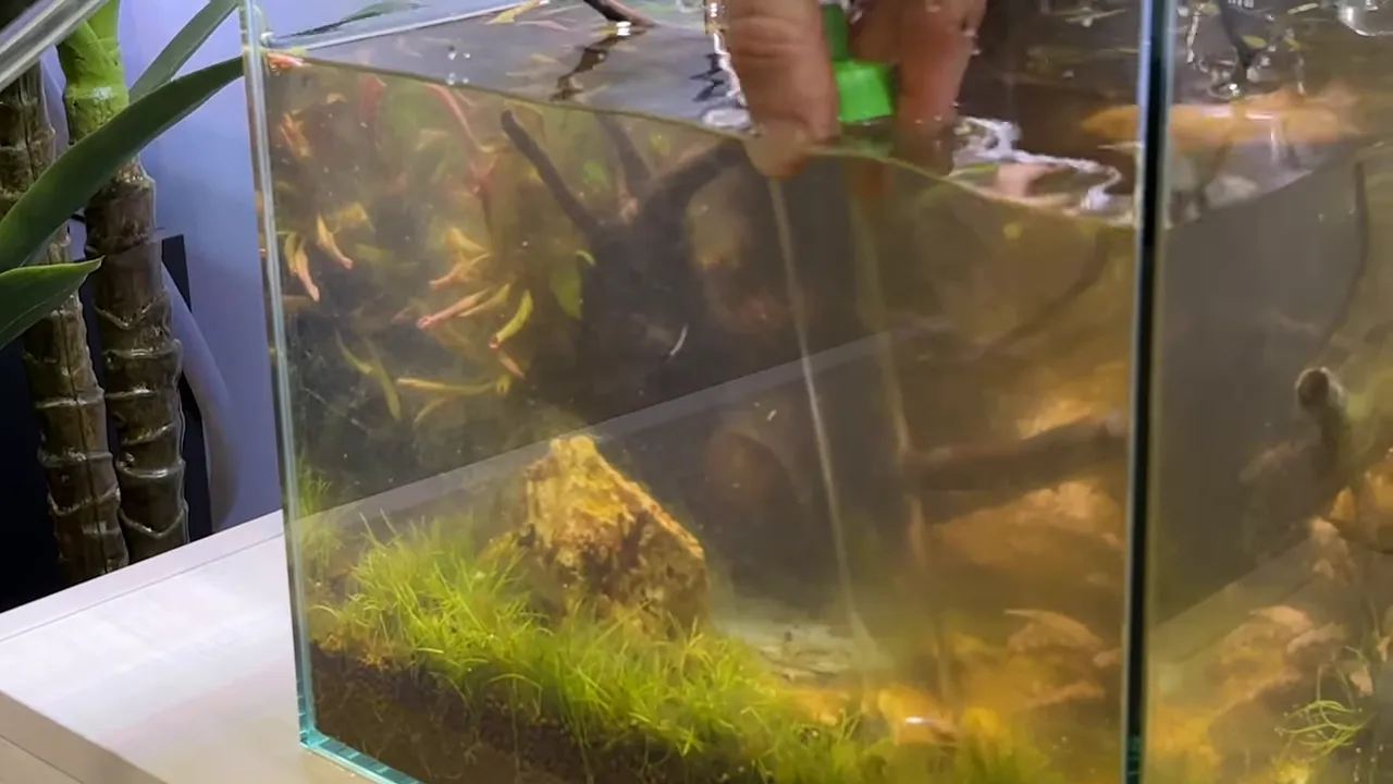 Aquarium siphon tube removing debris near a planted foreground