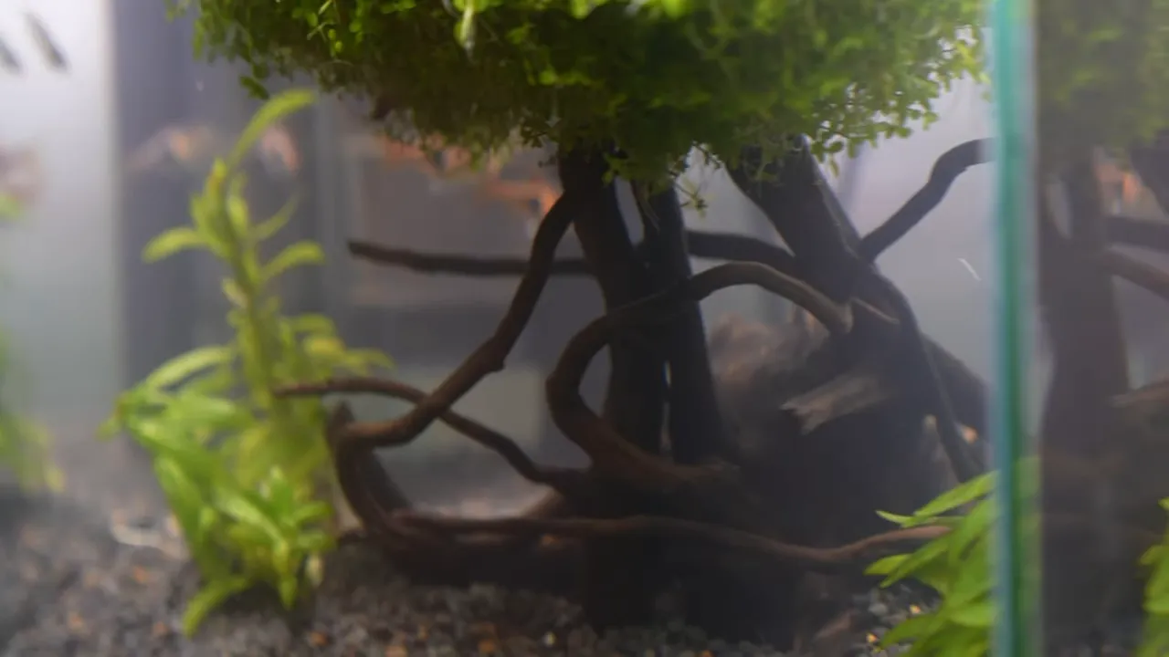 Completed planted nano aquarium with a bright green bonsai-style plant tree, gravel, stem plants and small fish