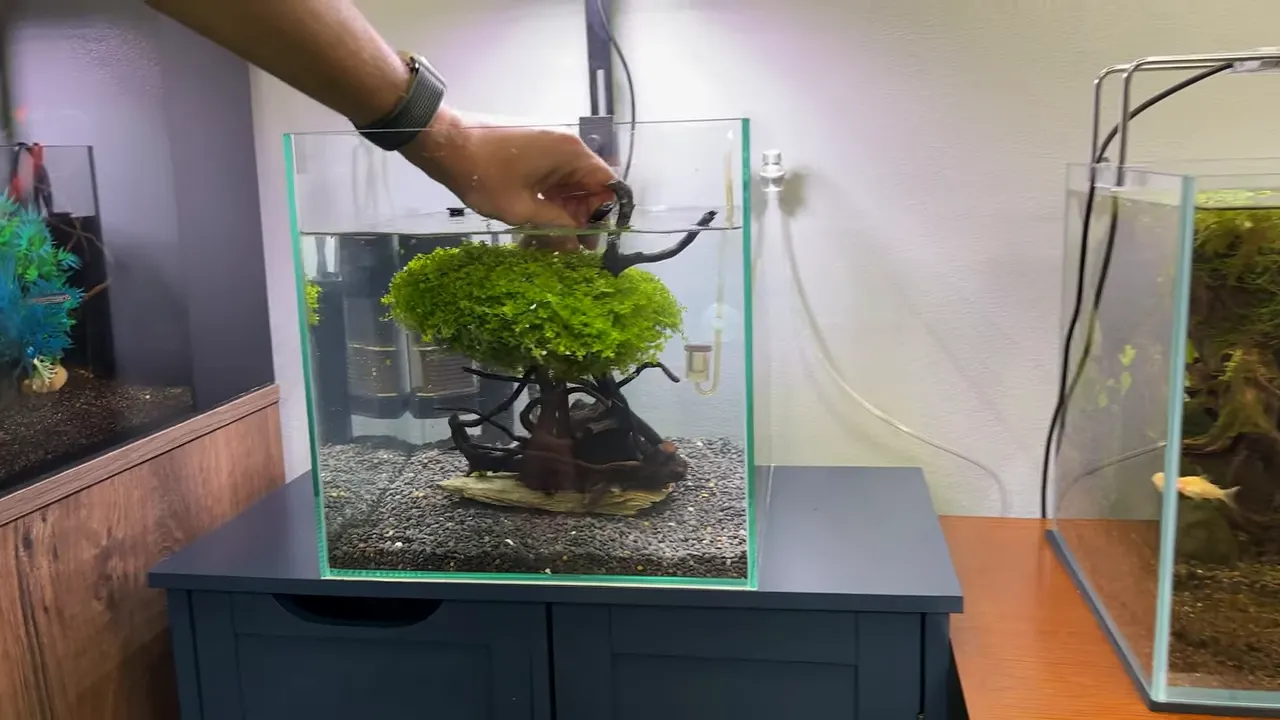 Planted bonsai-style spiderwood tree placed in a small glass aquarium