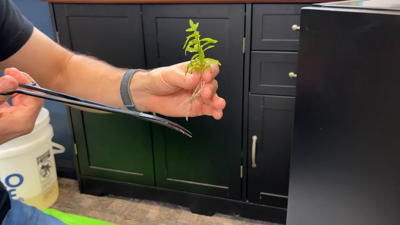 Aquarium plant with long pale roots held beside curved planting scissors