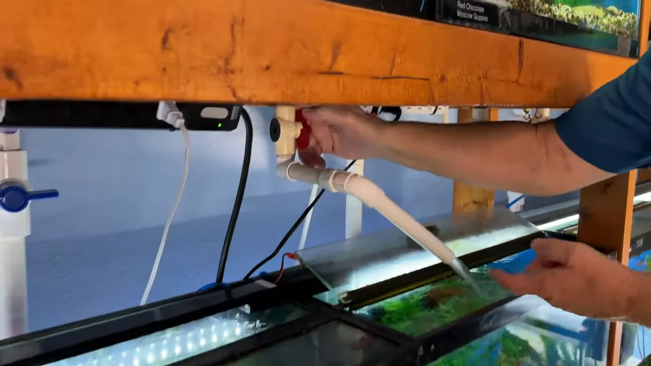 PVC water-change valves and hose beneath a row of aquariums
