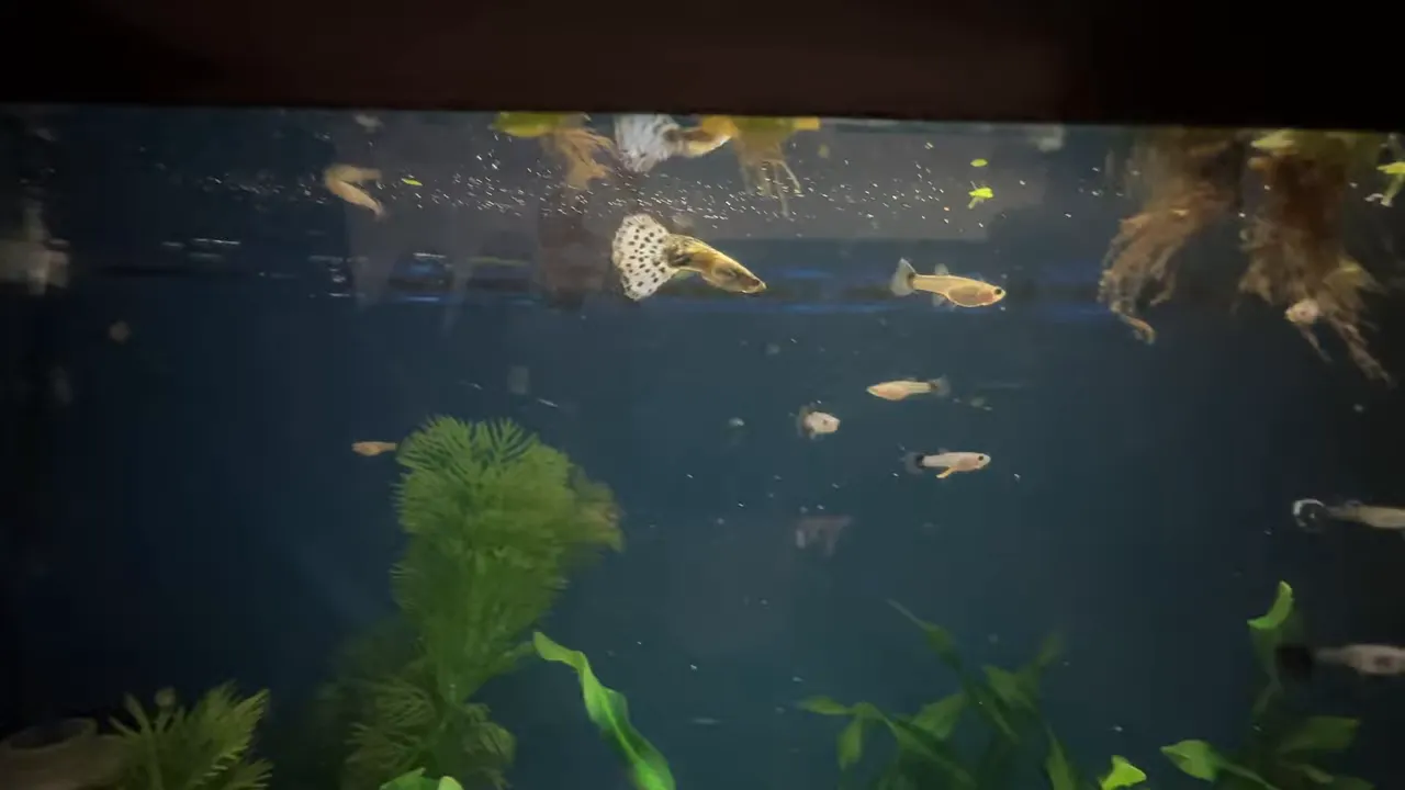 Planted aquarium with guppy fry swimming near the water surface