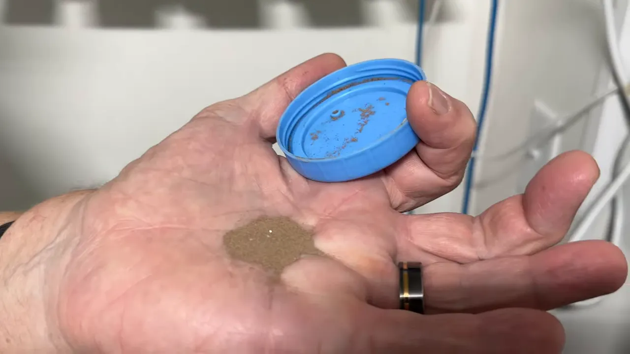 Newly hatched brine shrimp collected in a person's hand