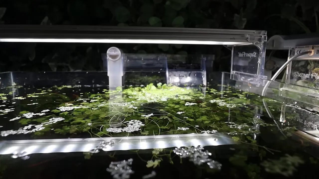 Aquarium water surface with floating plants and a gentle filter outlet
