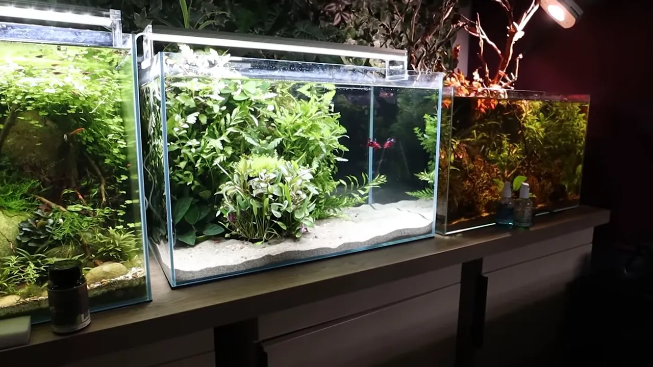 Three planted aquariums with dense green plants and open water areas