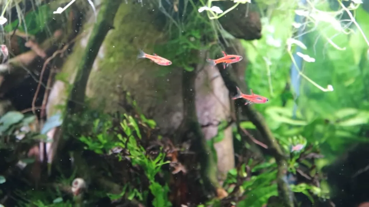 Small pink shoaling fish swimming among aquatic plants and driftwood