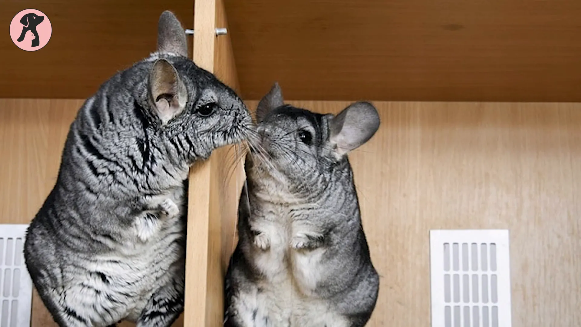 Two chinchillas interacting through cage bars