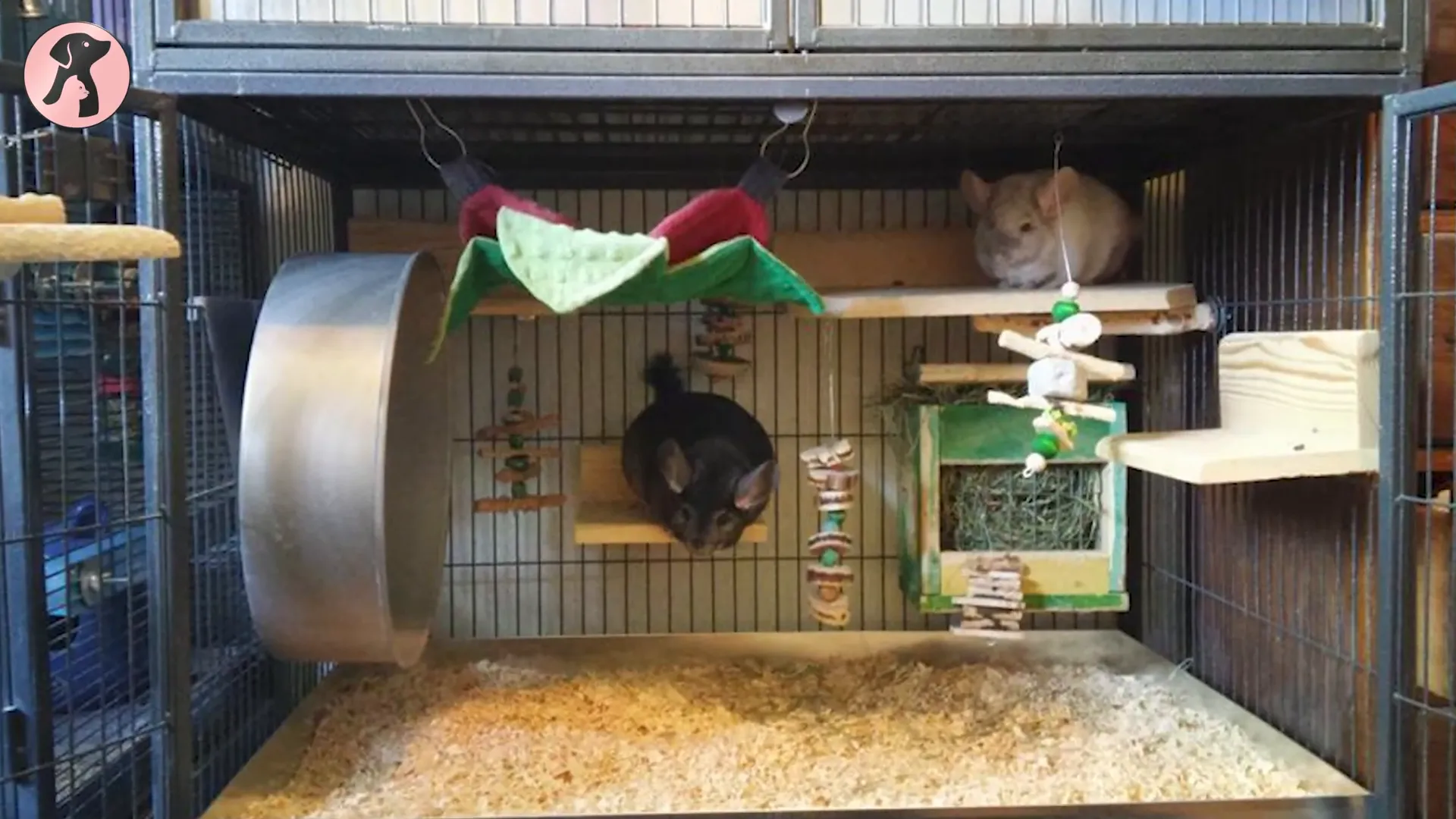 Chinchilla cage with multiple levels and solid platforms