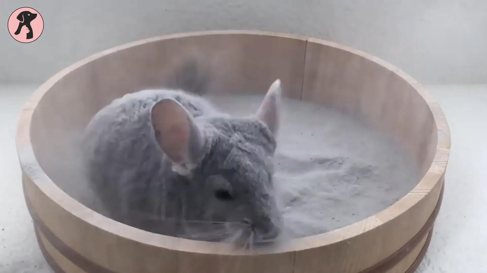 Chinchilla enjoying a dust bath