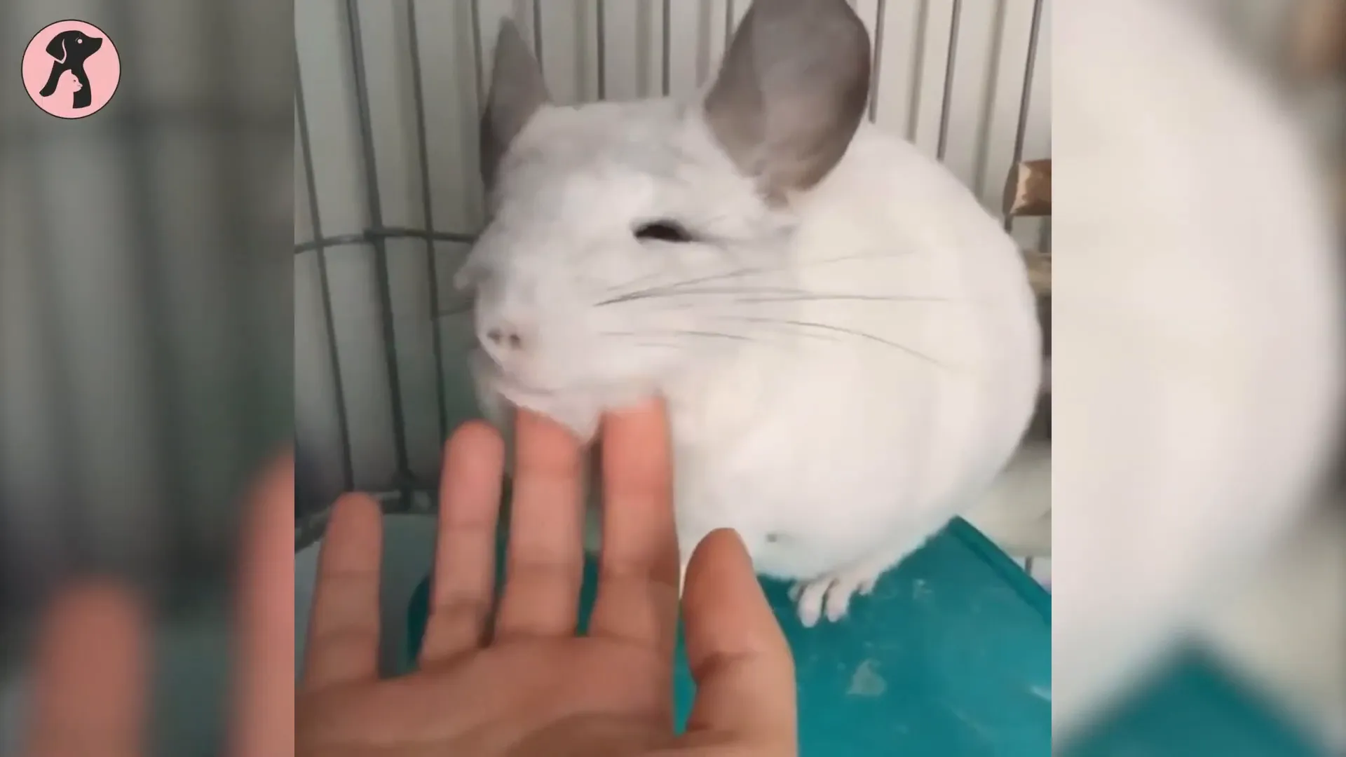 Close-up of an adorable chinchilla