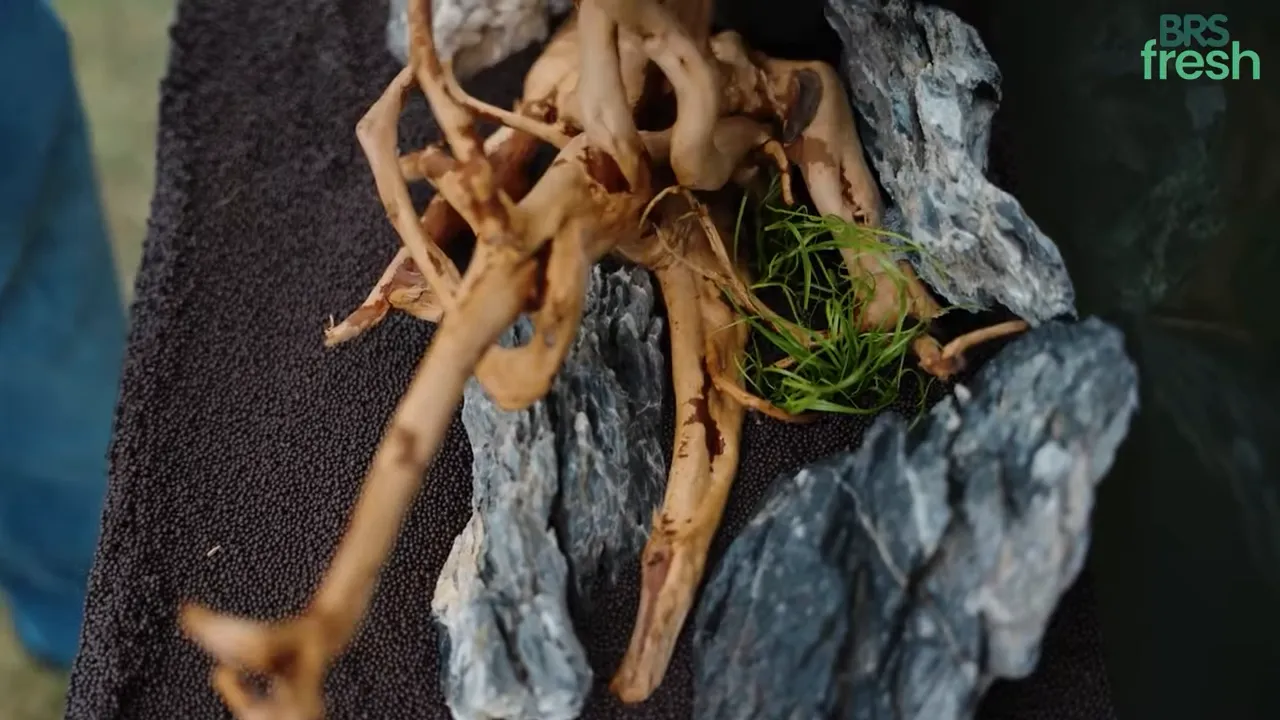 Small aquatic plants planted in dark soil around grey rocks and spider wood