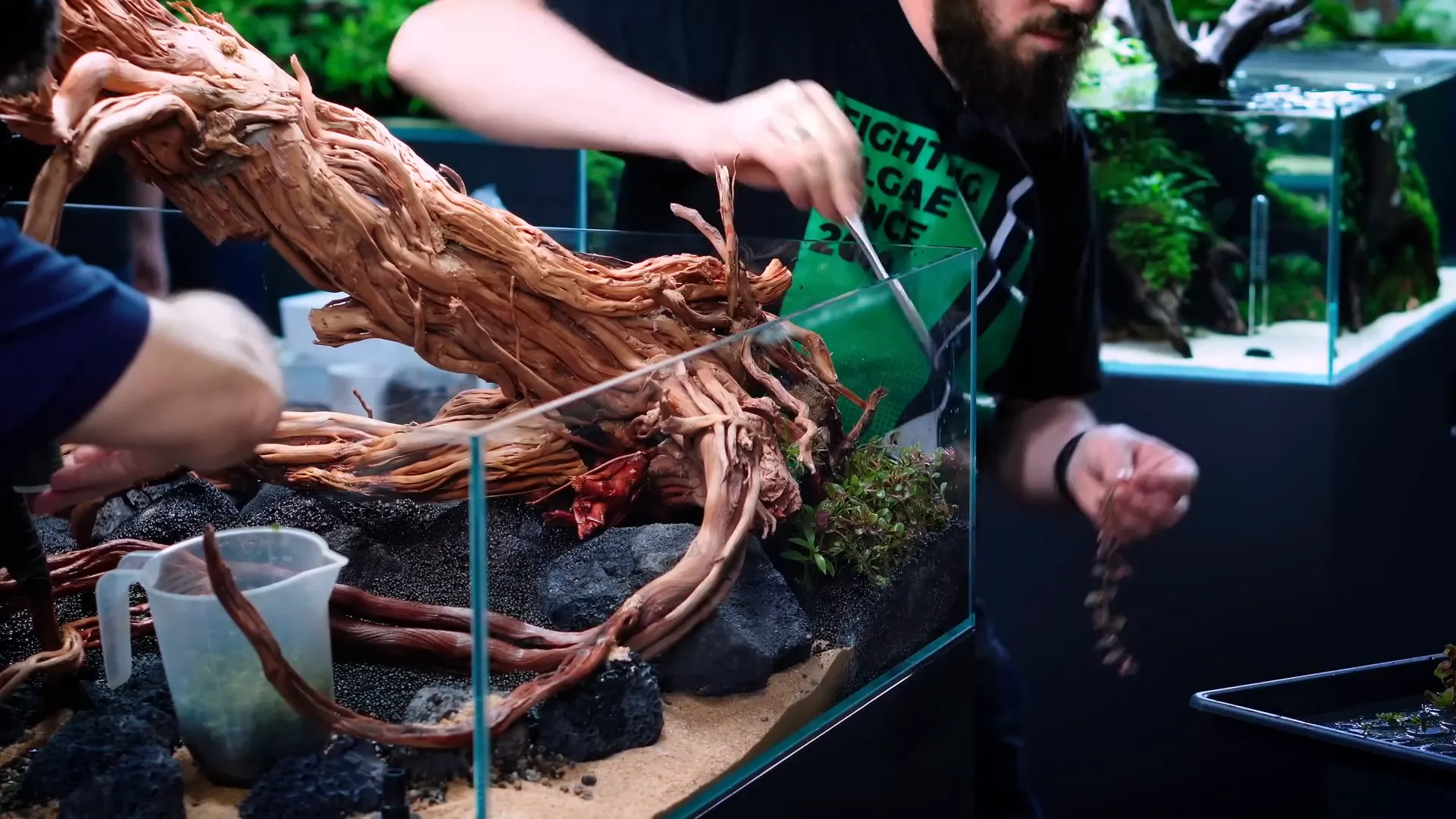 Detailed planting with Anubias and Bucephalandra species