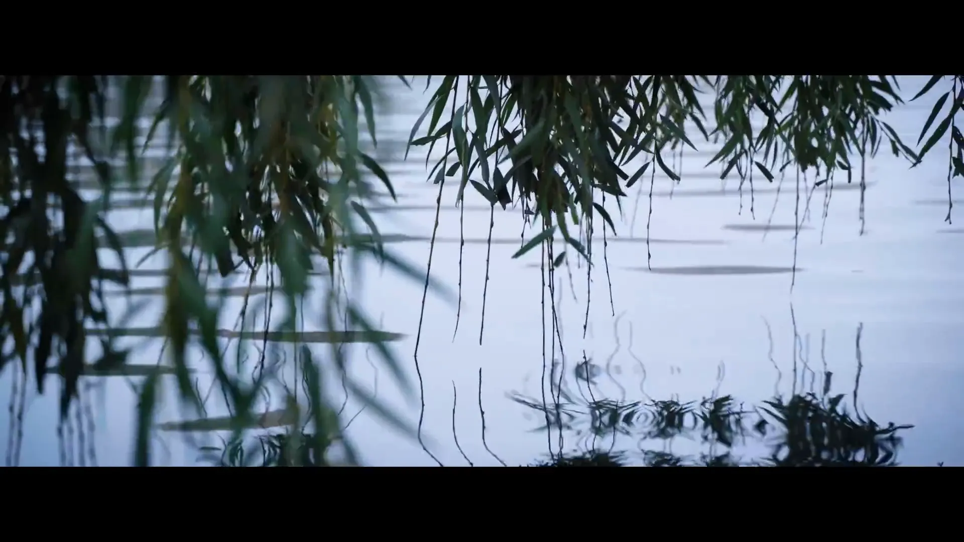 Willow tree inspiration from a natural riverbank