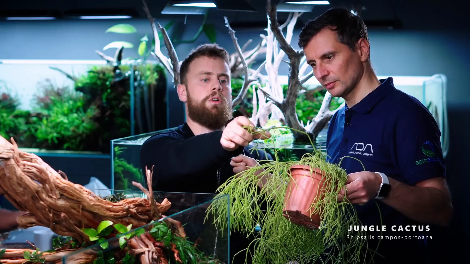 Terrestrial willow branch with aerial roots wrapped in moss